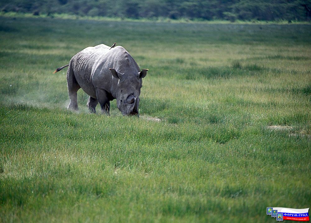 Africa49