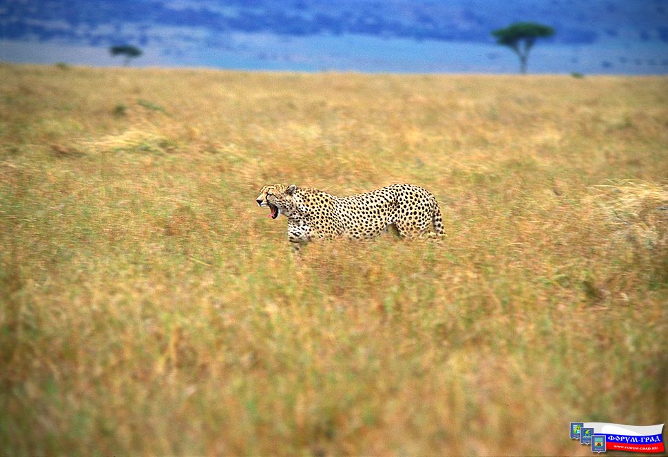 Africa53