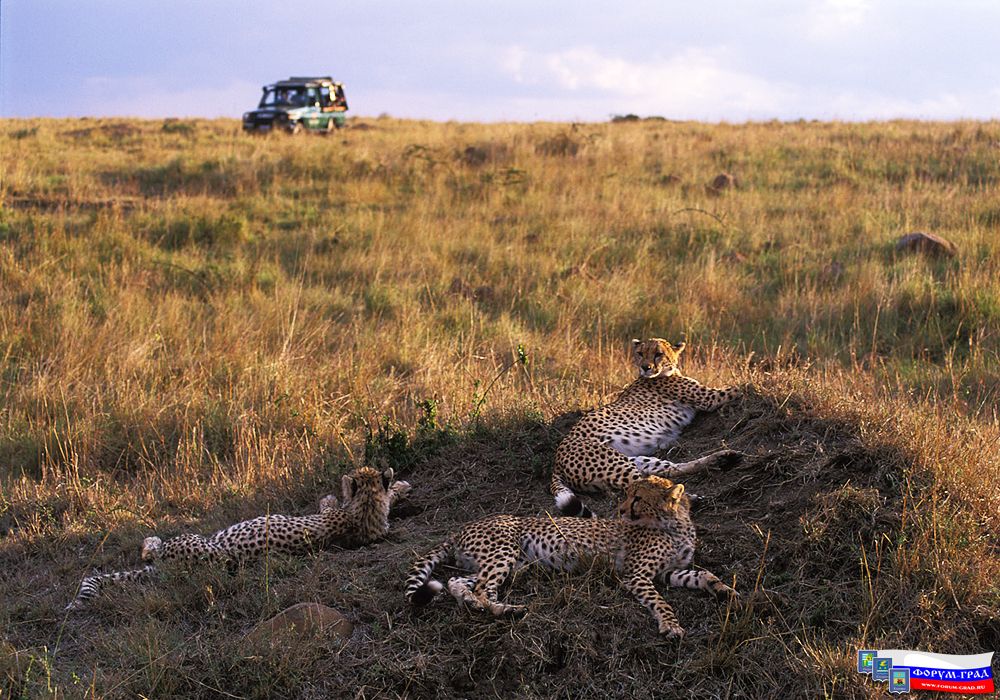 Africa54