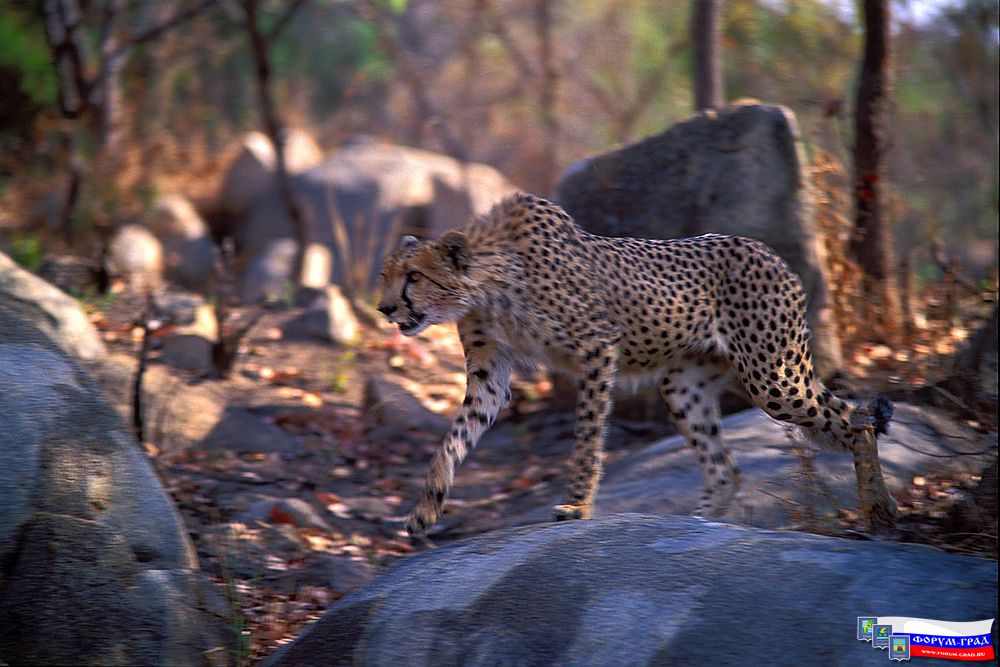 Africa59
