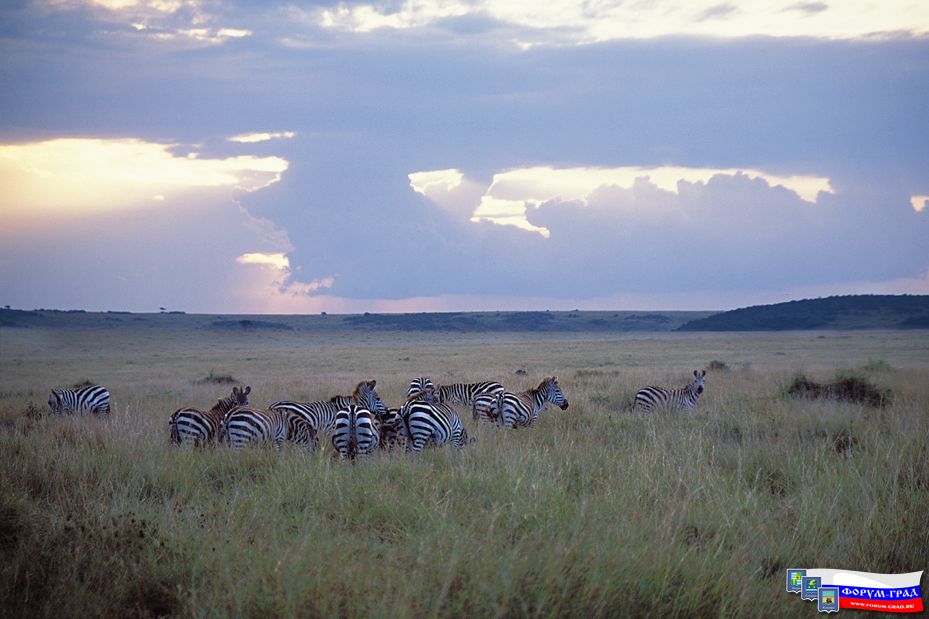 Africa63