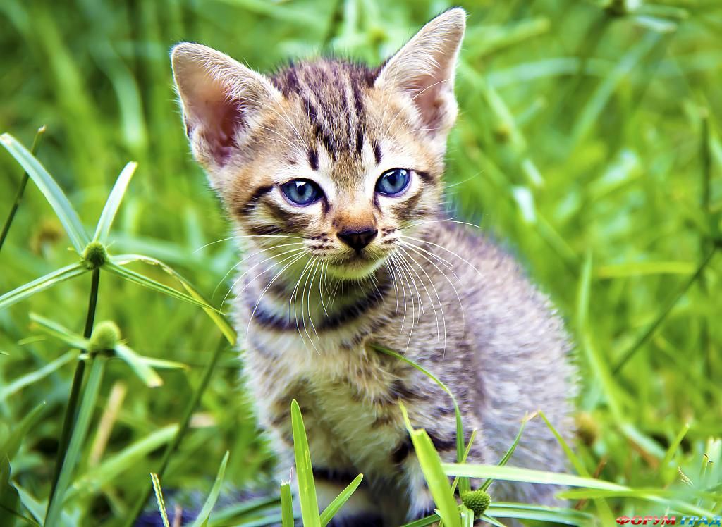 blue-eyed-45