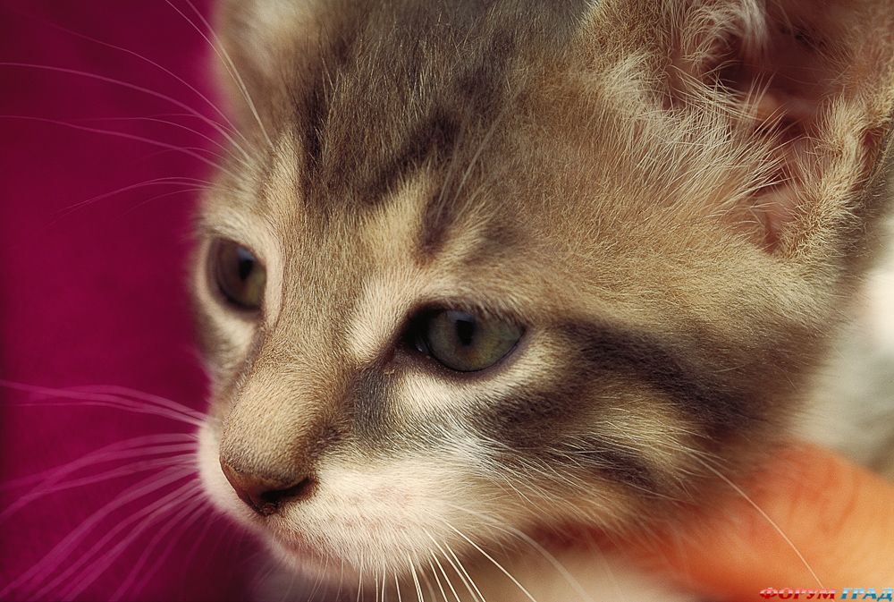 chaton-b78