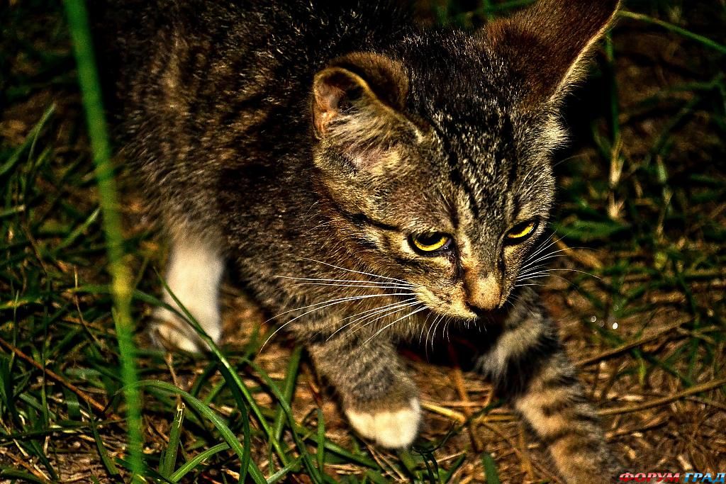 cute-kitty-106