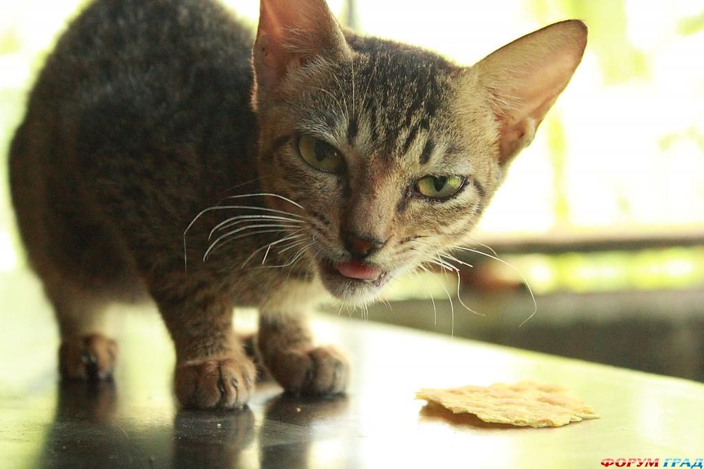 dont-touch-my-food-118