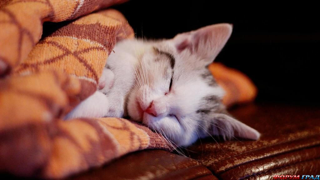 dreamin-kitty-119