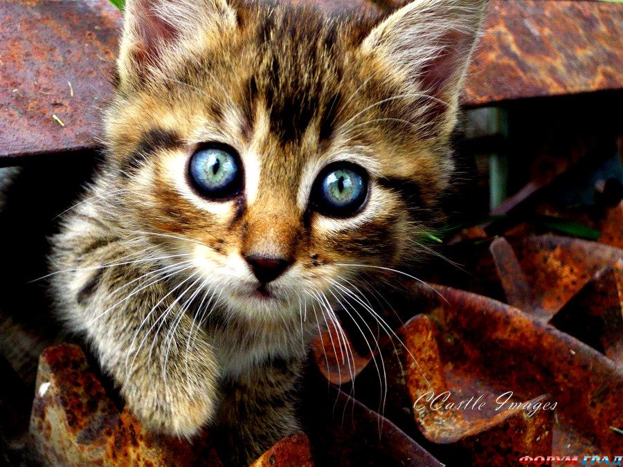 electric-eyes-123