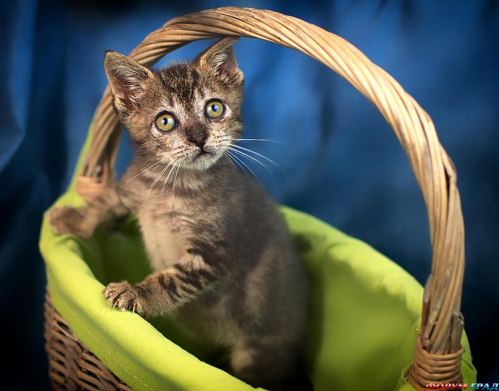 kitten-in-a-basket-213