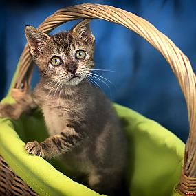 kitten-in-a-basket-213