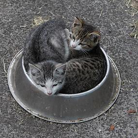 kitten-in-a-bowl-214
