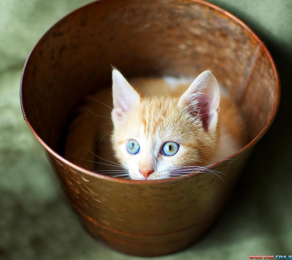 kitten-in-a-bucket-215