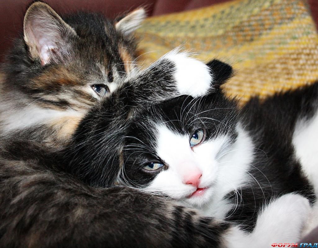kittens-a228