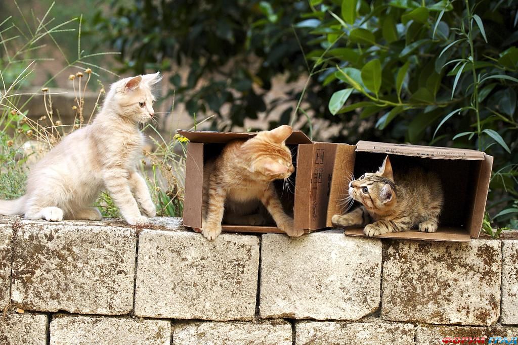 kittens-photo-101