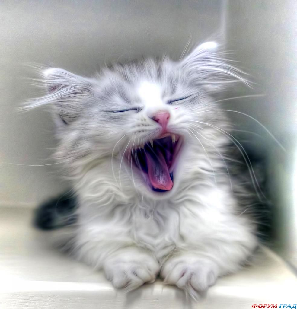 kittens-photo-112