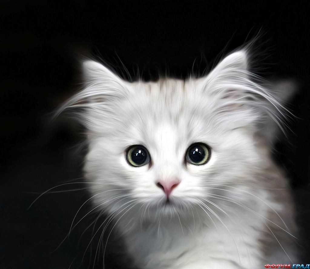 kittens-photo-115