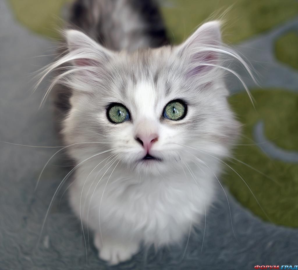 kittens-photo-147