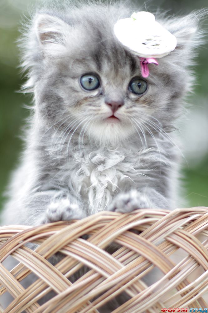 kittens-photo-156