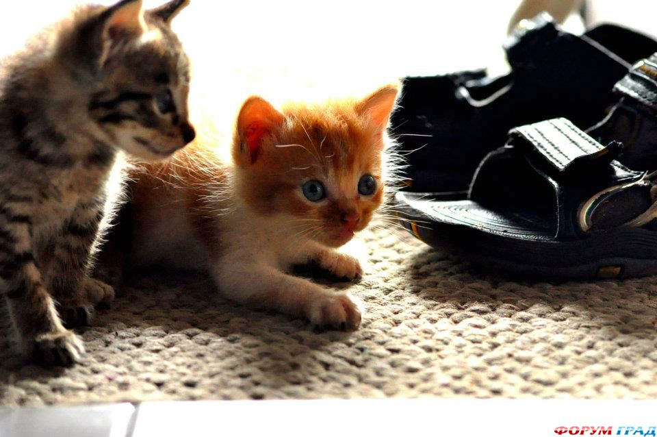 kittens-photo-160