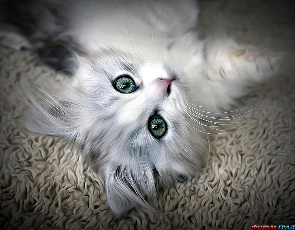 kittens-photo-161