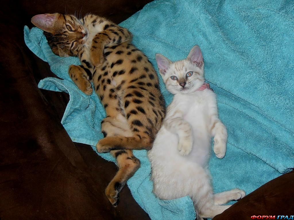 kittens-photo-173