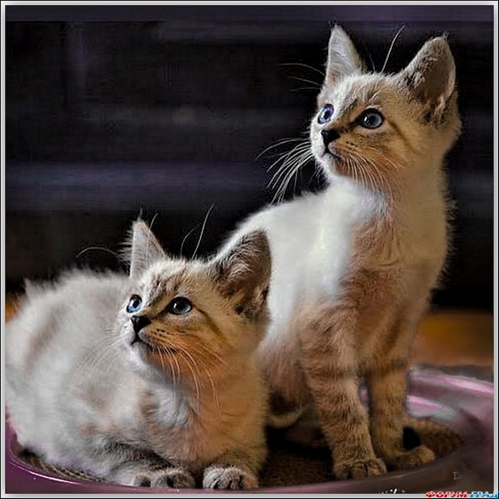 kittens-photo-182