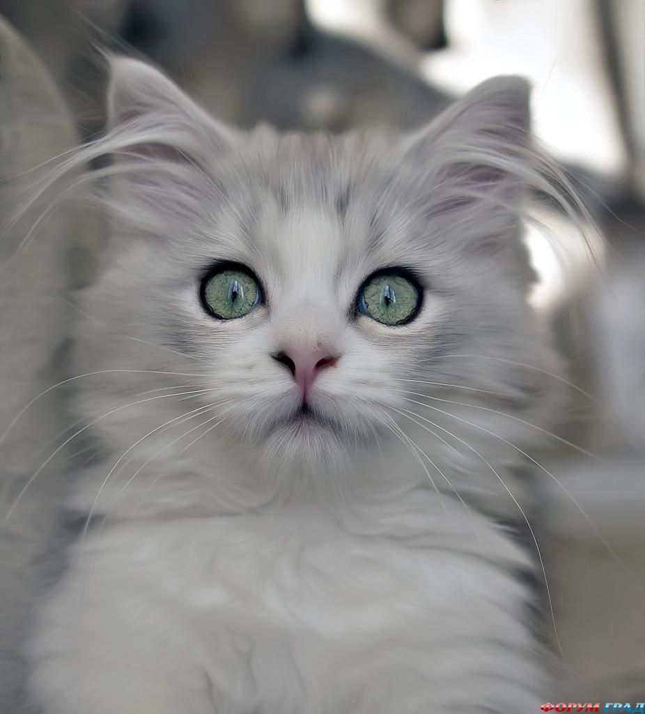 kittens-photo-199
