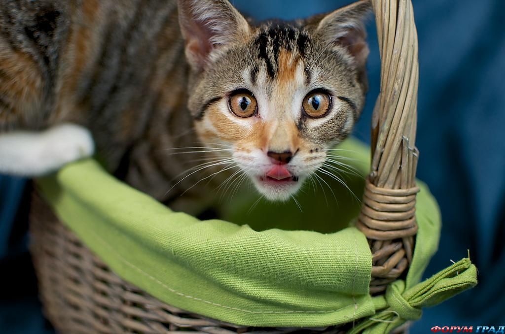 kittens-photo-205