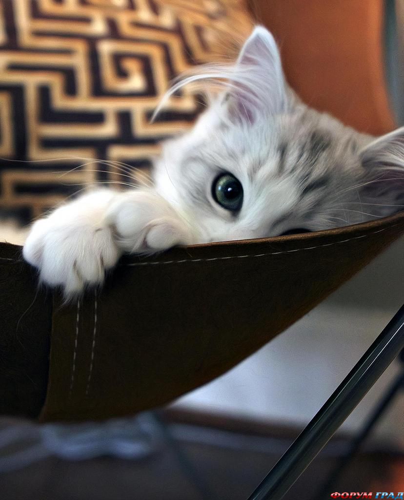 kittens-photo-226