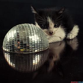 kittens-photo-241