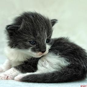 kittens-photo-24