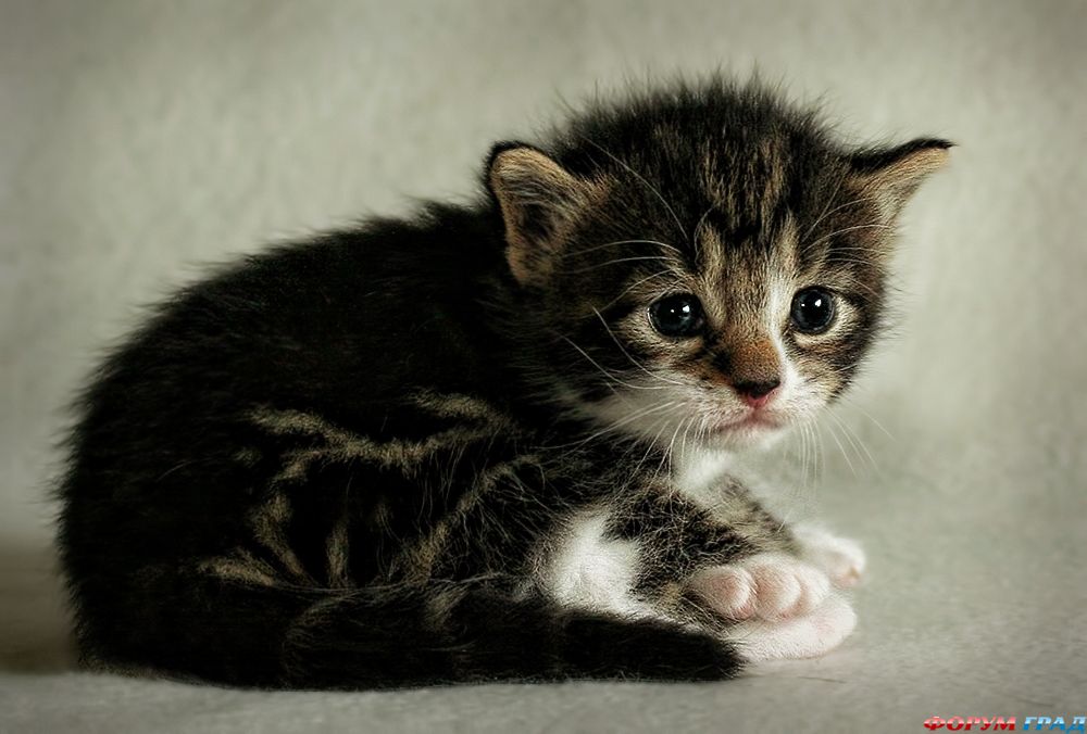 kittens-photo-262