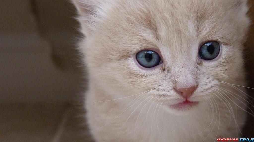 kittens-photo-272