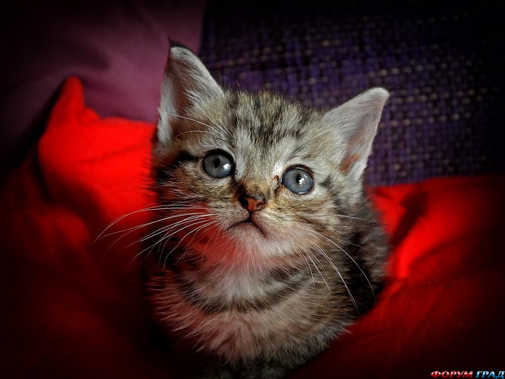 kittens-photo-276