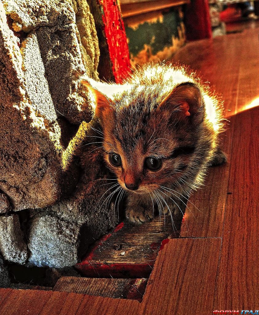 kittens-photo-278