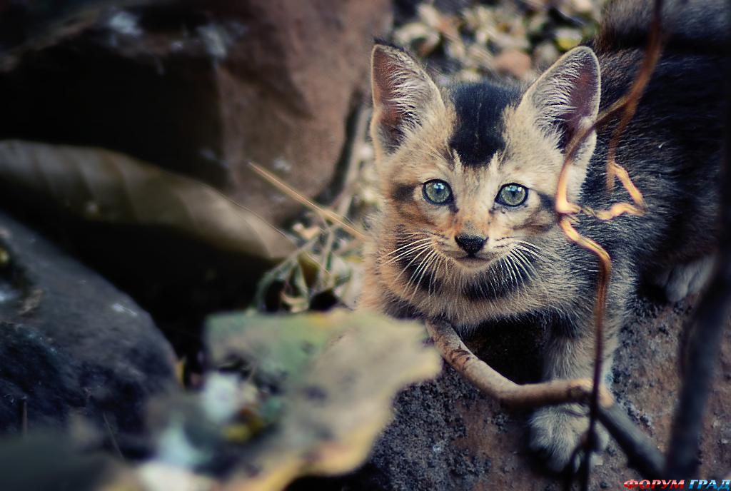 kittens-photo-279