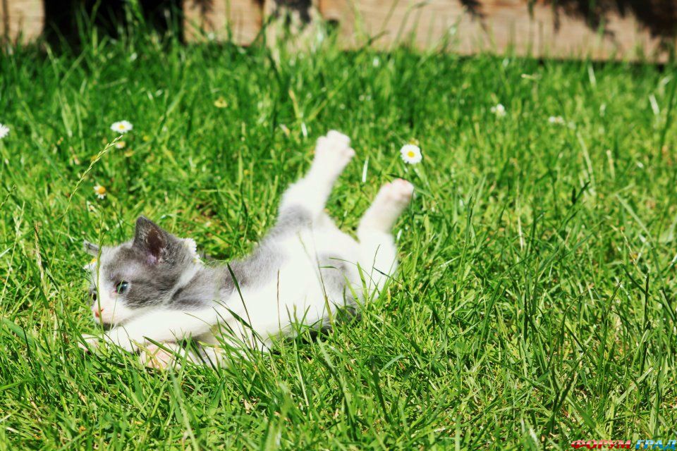 kittens-photo-285