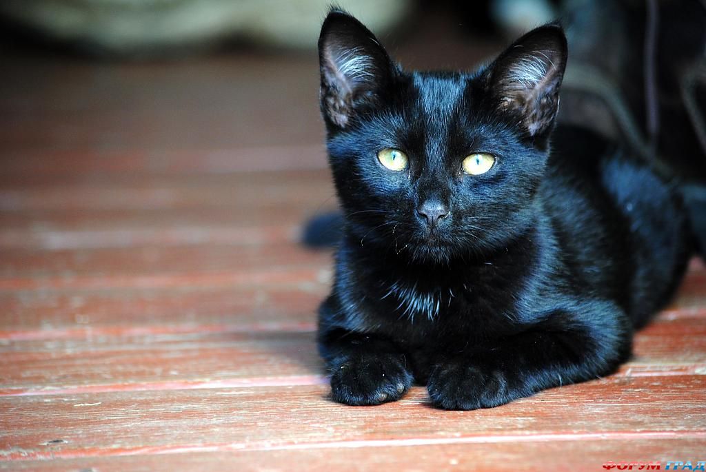 kittens-photo-32