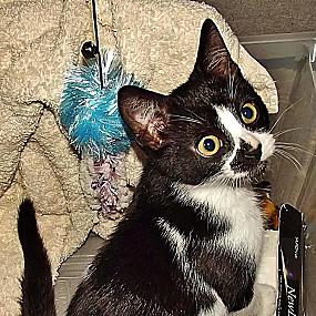 kittens-photo-343