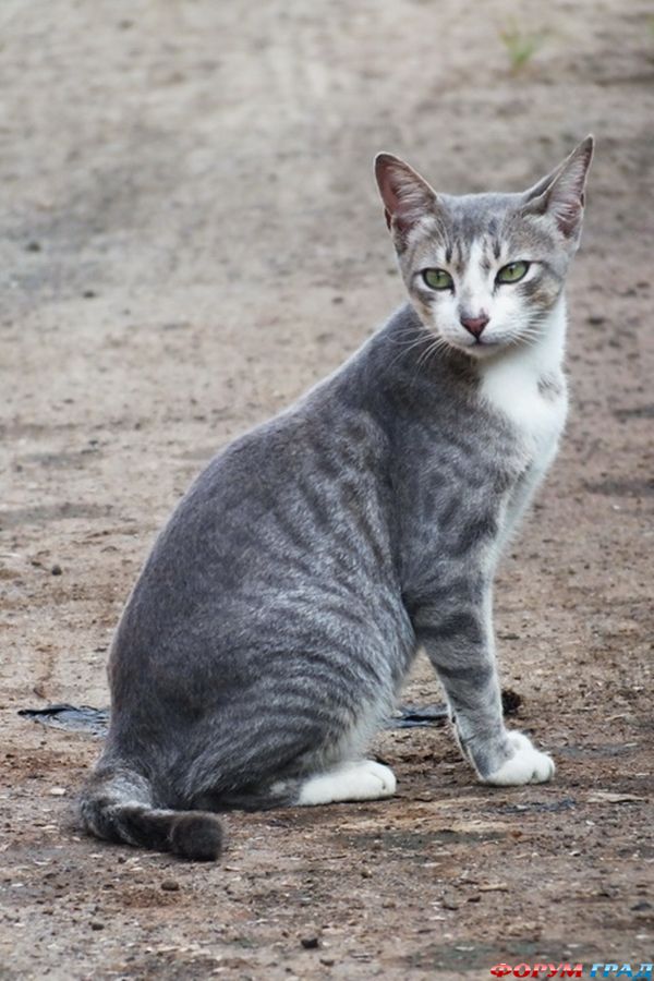 kittens-photo-348