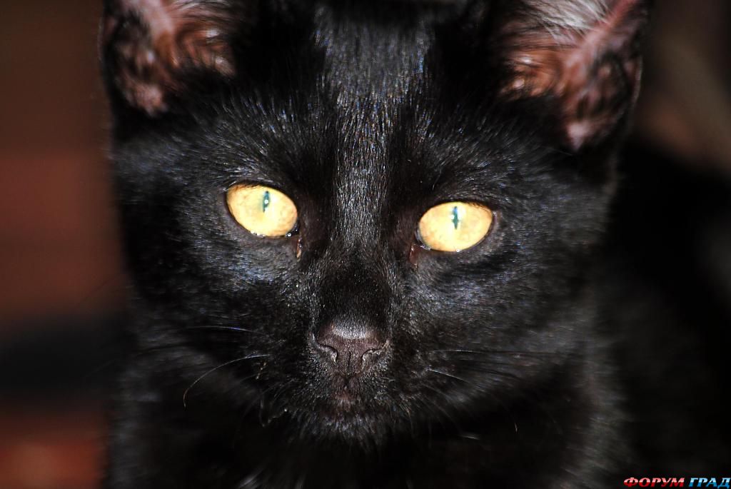 kittens-photo-35