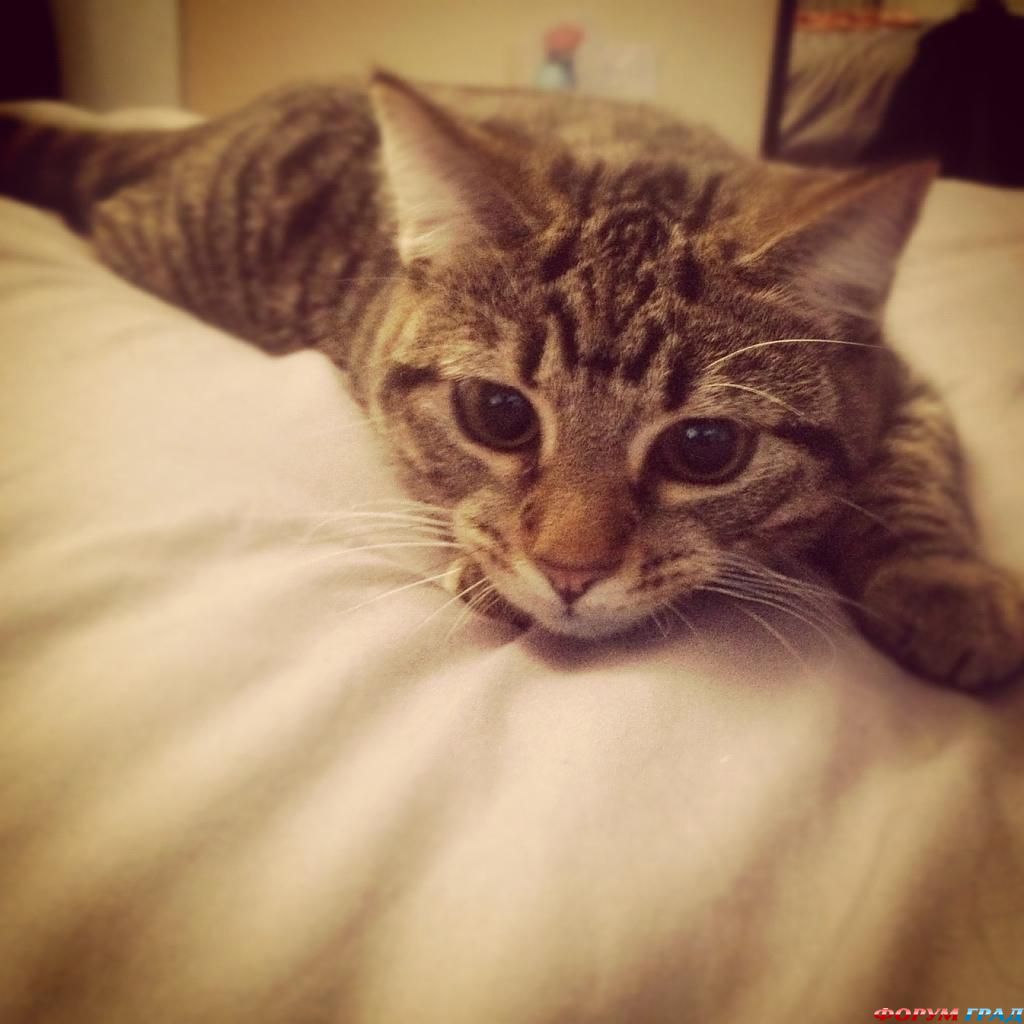 kittens-photo-352