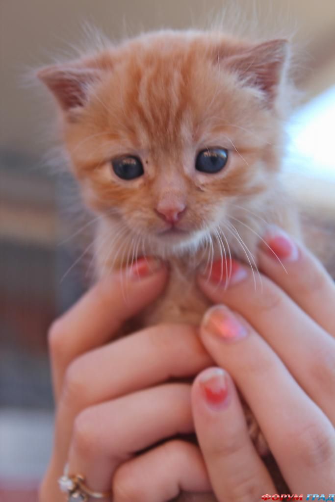 kittens-photo-363