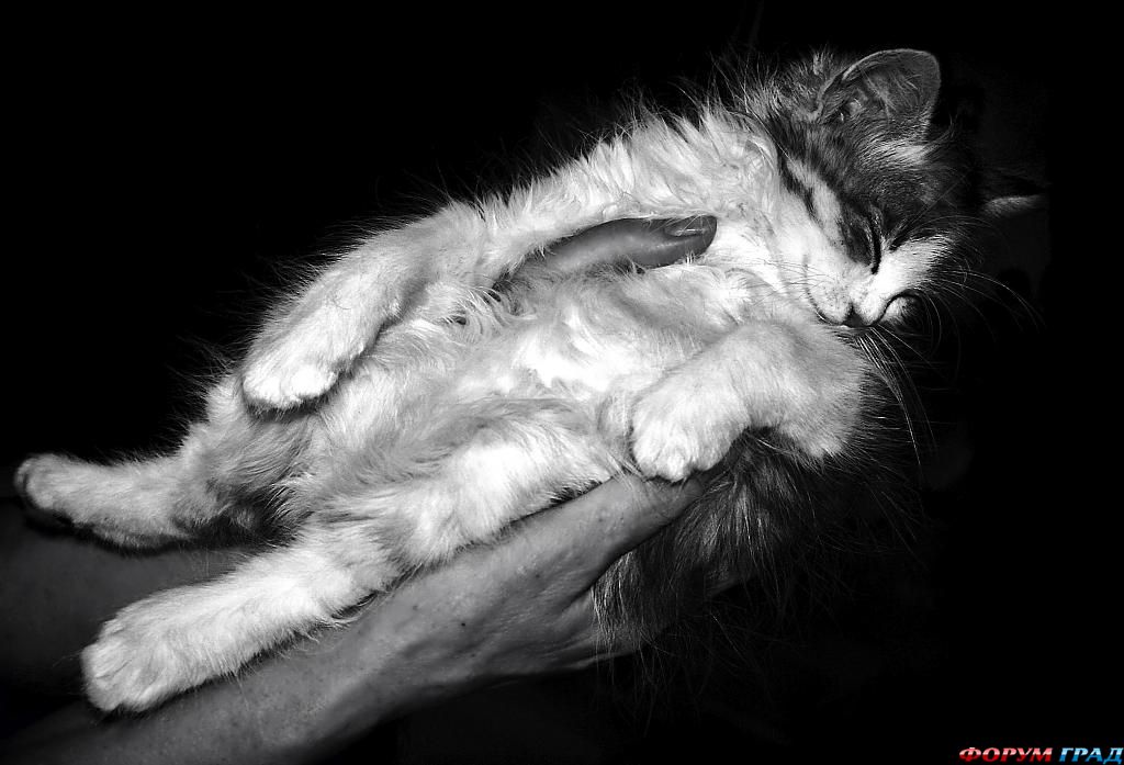 kittens-photo-77