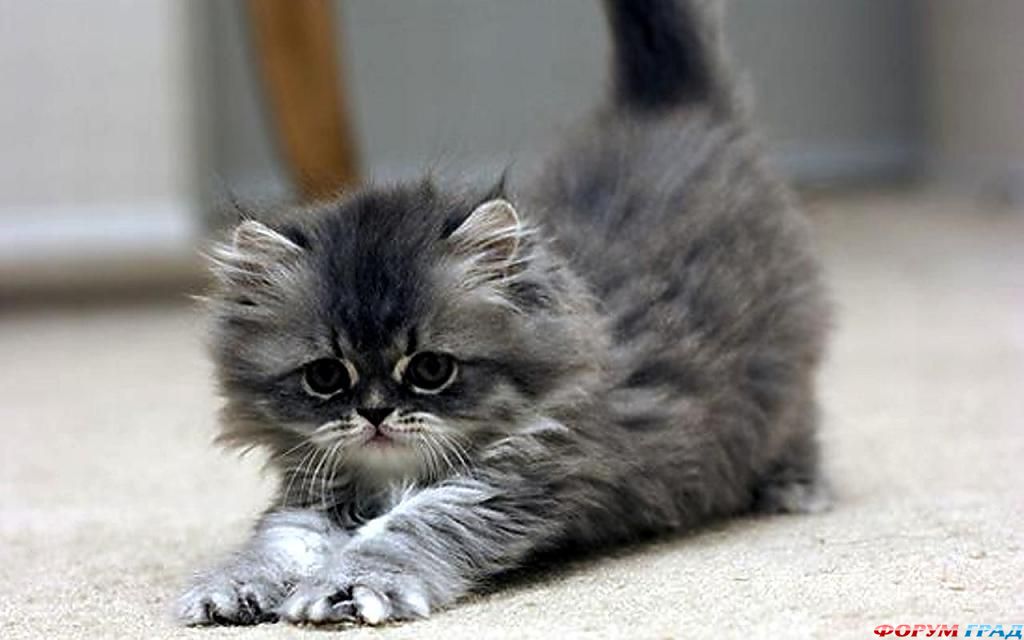 http://gallery.forum-grad.ru/files/5/5/6/5/3/kittens-photo-78.jpg
