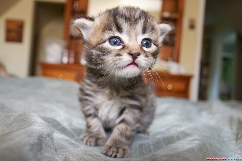 kitty-b03