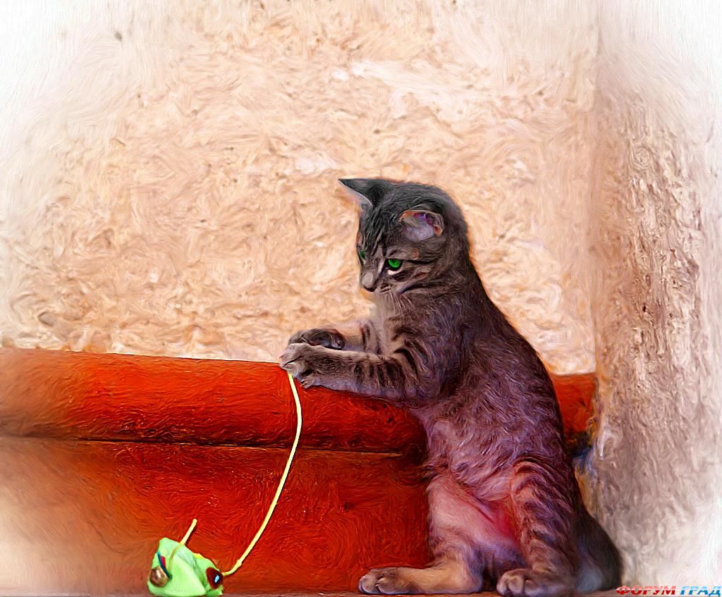 pancho-and-his-toy-107