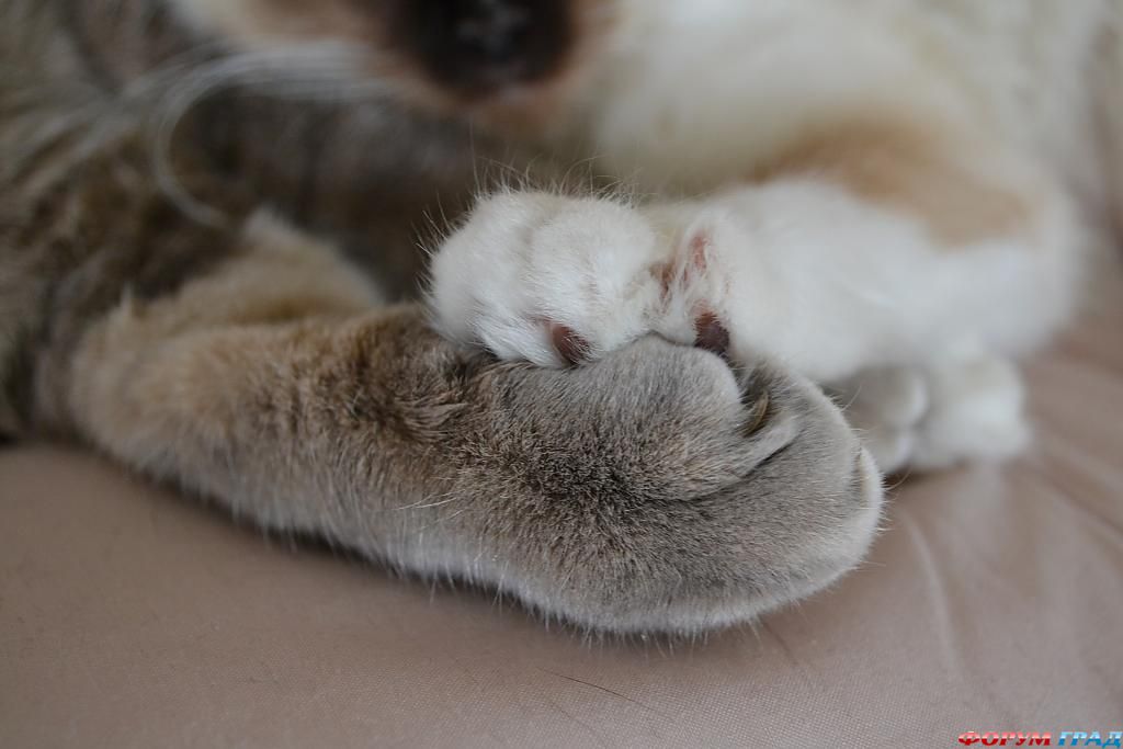 paw-in-paw-108