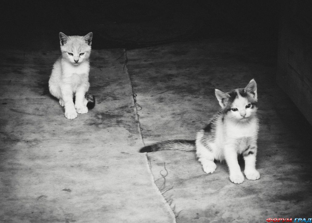 release-the-beasts-132