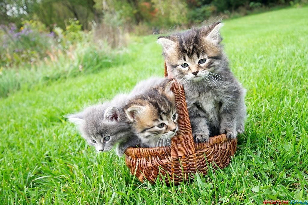 the-future-of-cats-205