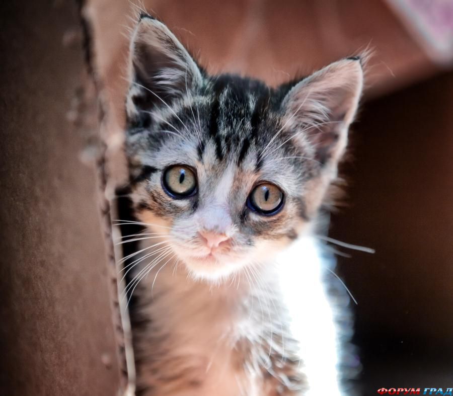 wyatt--rescue-kitten-255